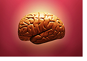 Image: human brain