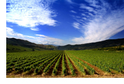 Image: crops in a field