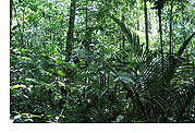 Image; rainforest